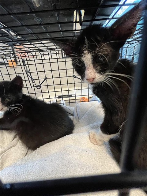 Adoptable Cat