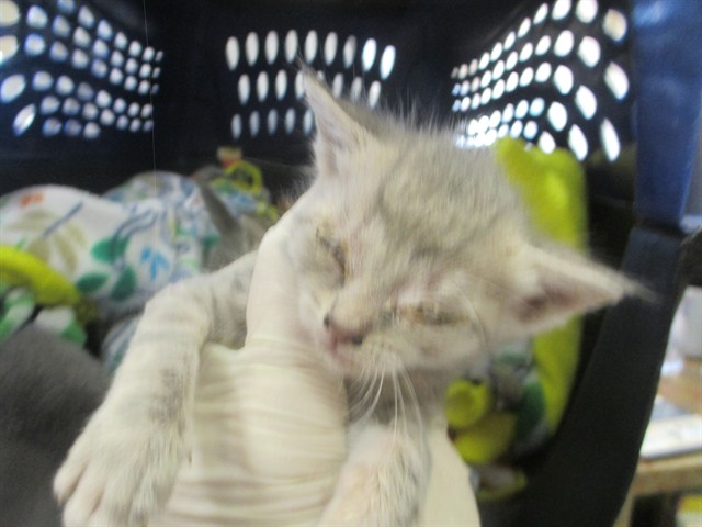 Adoptable Cat