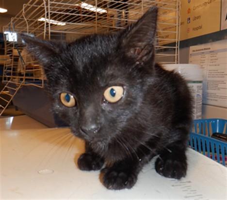 Adoptable Cat