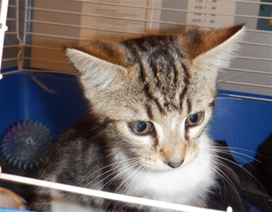 Adoptable Cat