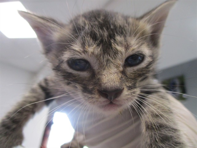 Adoptable Cat