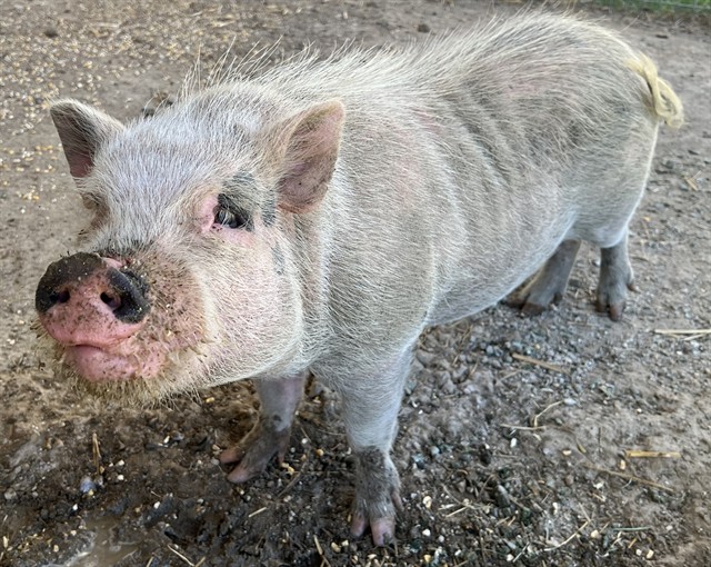 Bacon