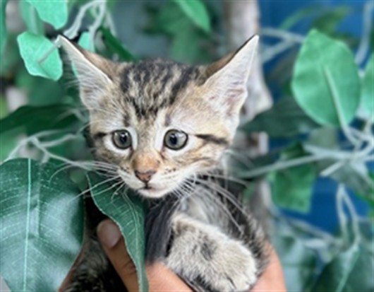 Adoptable Cat