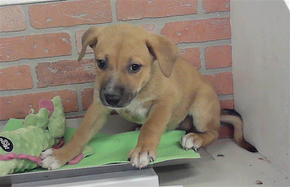 Adoptable Dog