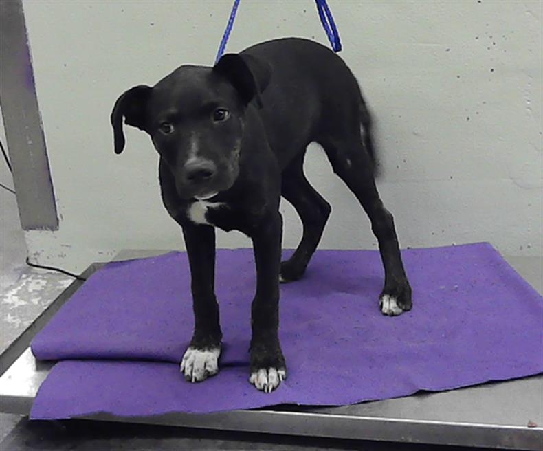 Adoptable Dog