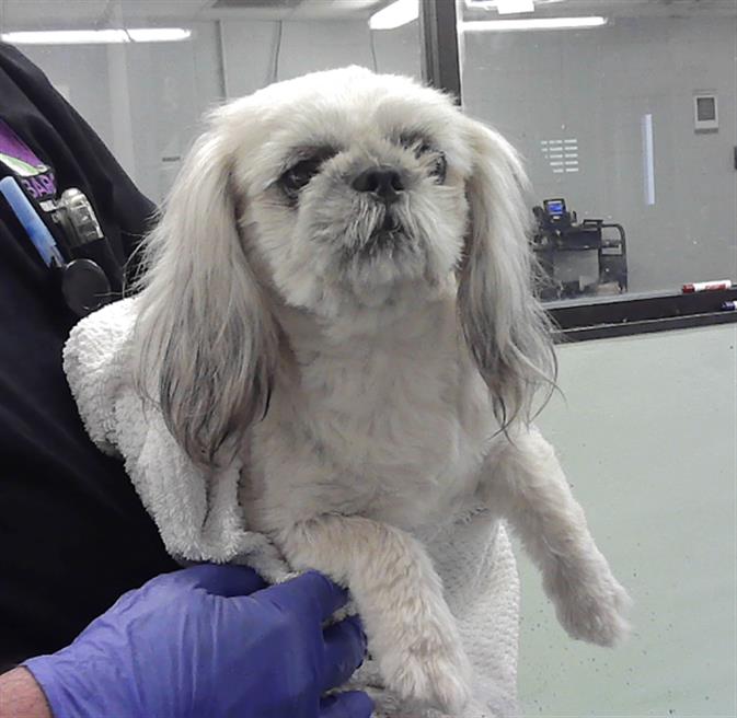 Adoptable Dog
