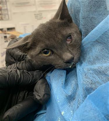 Adoptable Cat