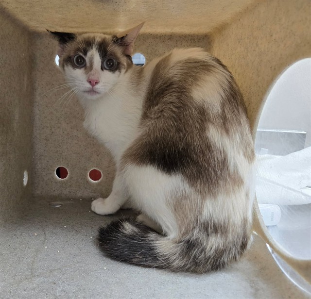 Adoptable Cat