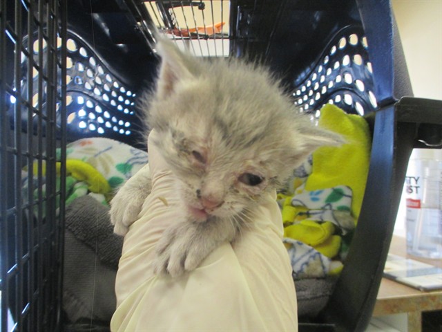 Adoptable Cat