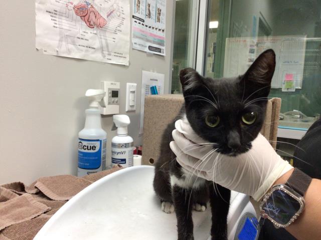 Adoptable Cat
