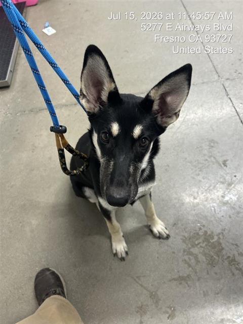 Adoptable Dog