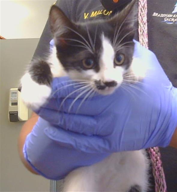 Adoptable Cat