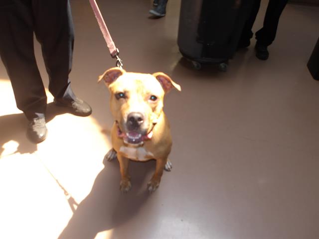 Adoptable Dog