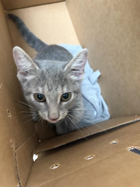 Adoptable Cat