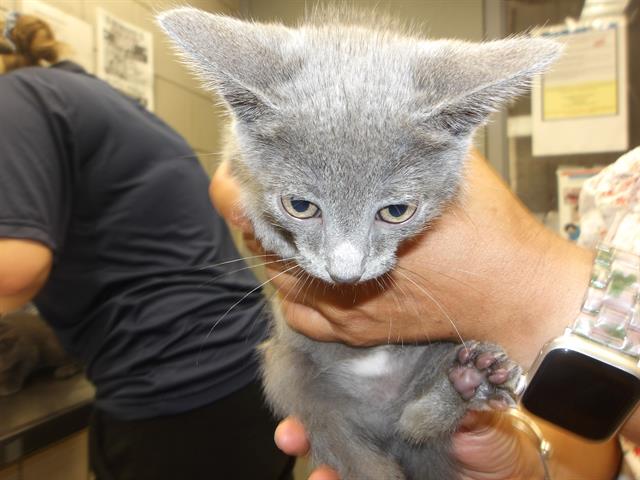Adoptable Cat