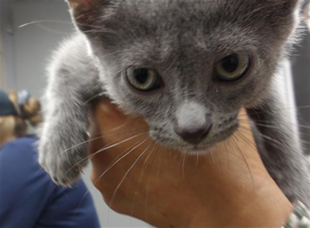 Adoptable Cat