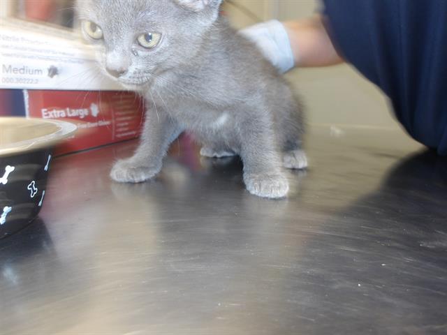 Adoptable Cat