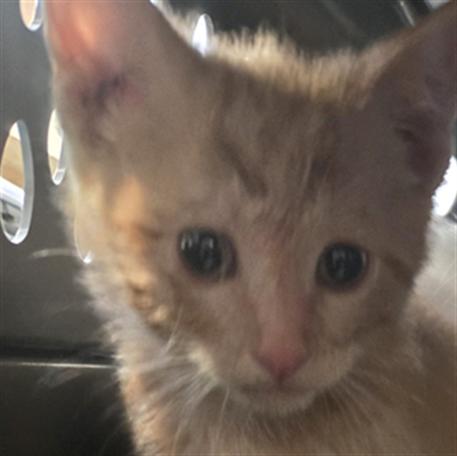 Sam