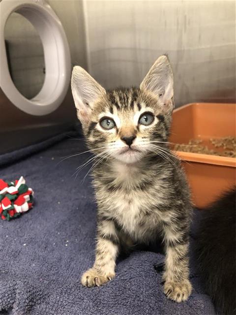 Adoptable Cat