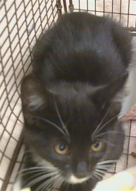 Adoptable Cat