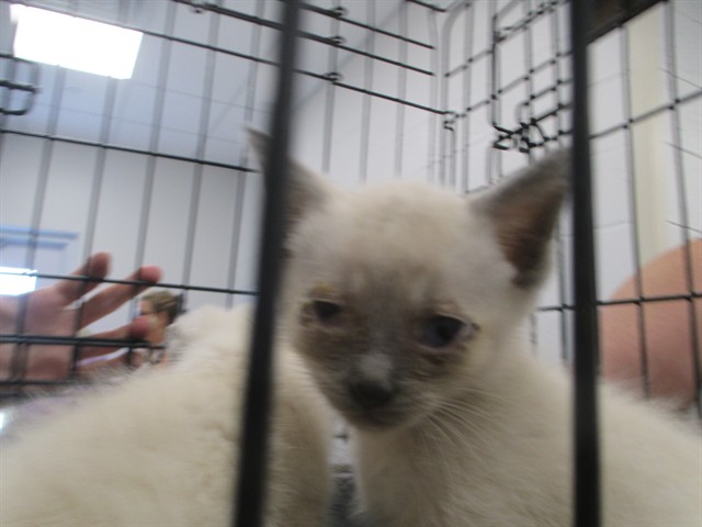 Adoptable Cat