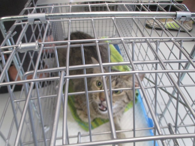 Adoptable Cat