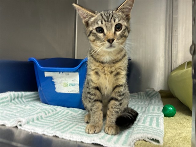 Adoptable Cat