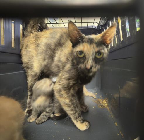 Adoptable Cat