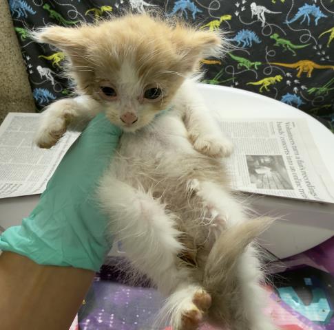 Adoptable Cat