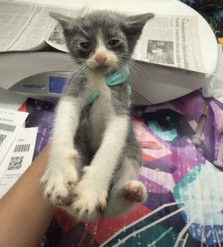 Adoptable Cat