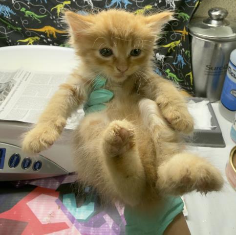 Adoptable Cat