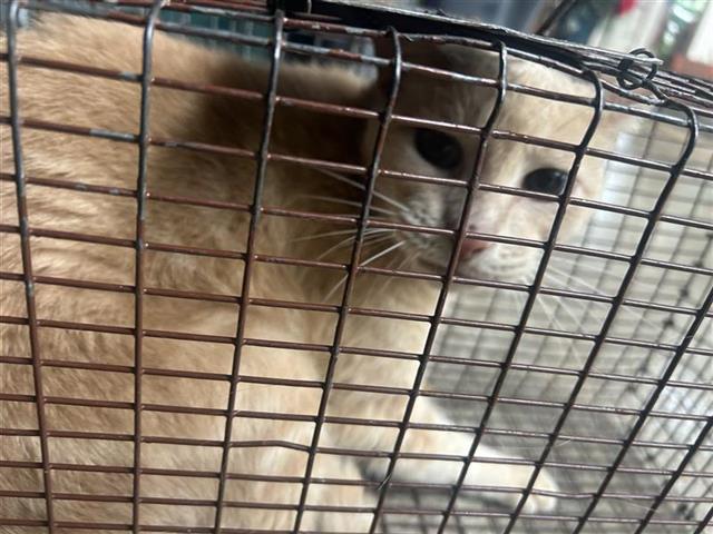 Adoptable Cat