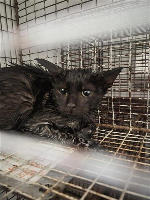 Adoptable Cat