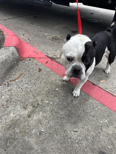 Adoptable Dog