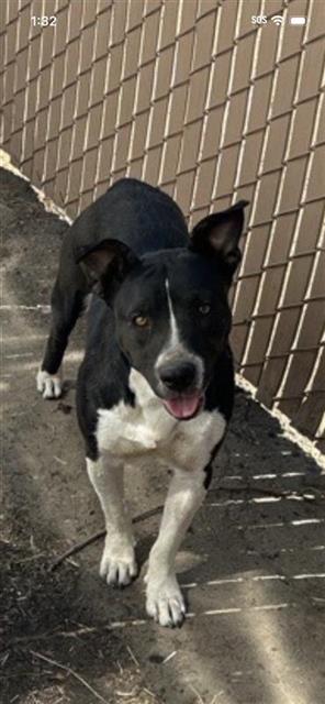 Adoptable Dog