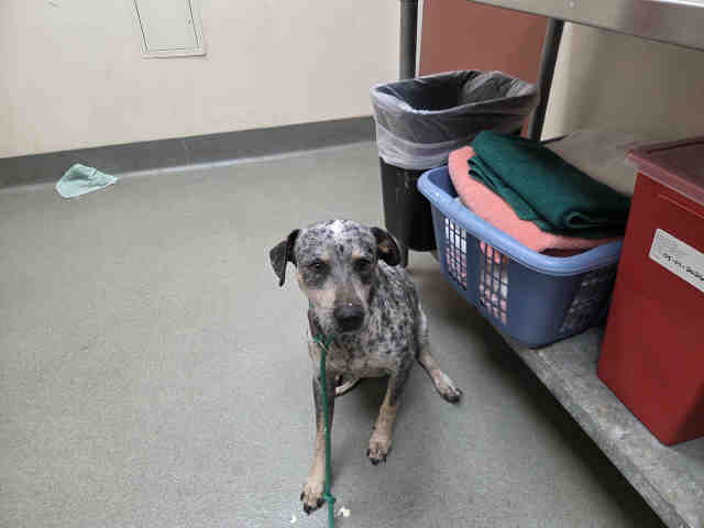 Adoptable Dog