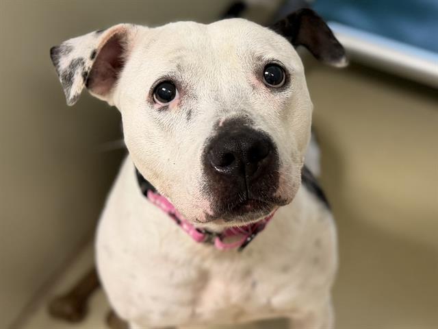 Darla