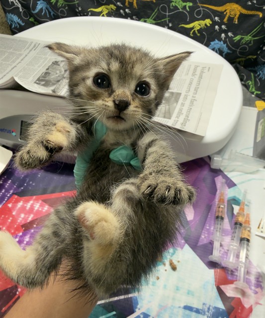 Adoptable Cat
