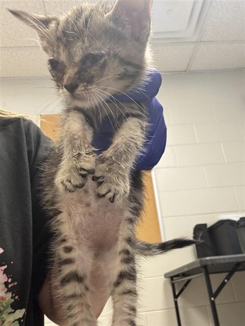Adoptable Cat