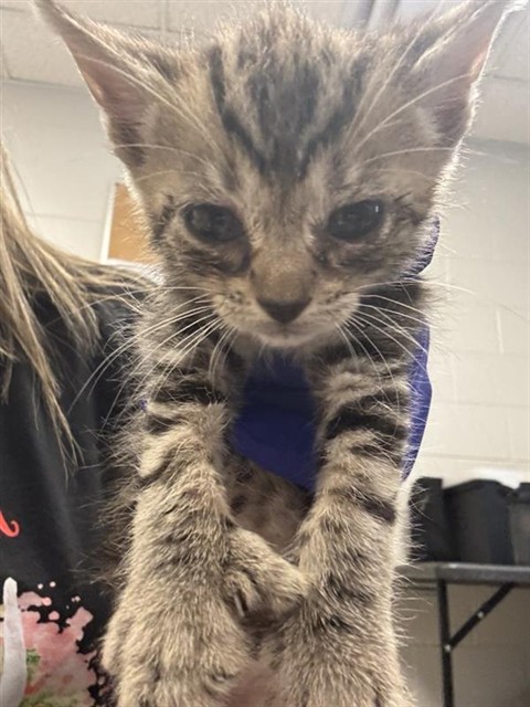 Adoptable Cat