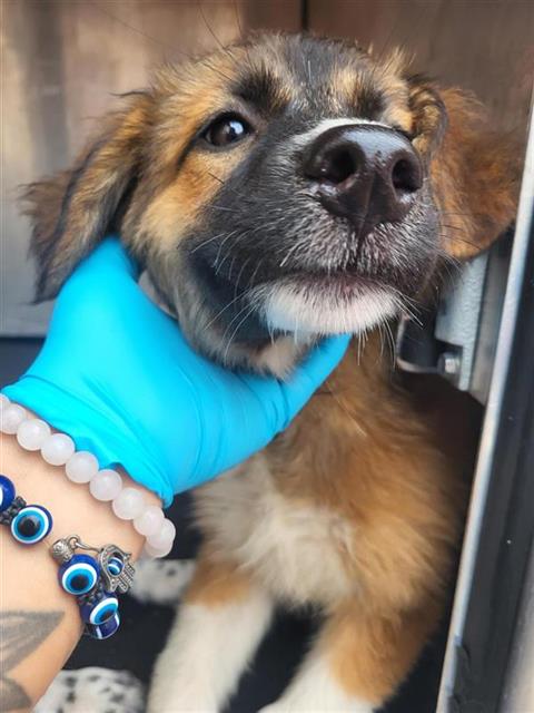 Suki