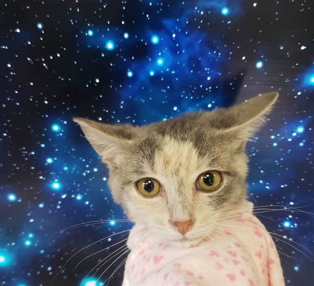 Suki*