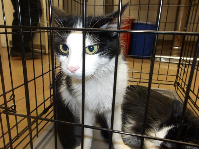 Adoptable Cat