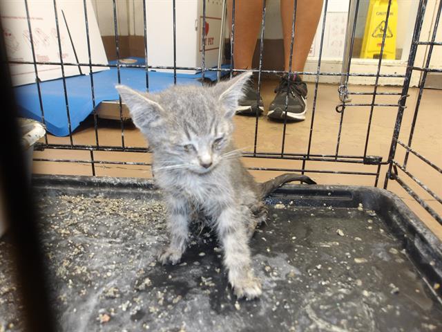 Adoptable Cat