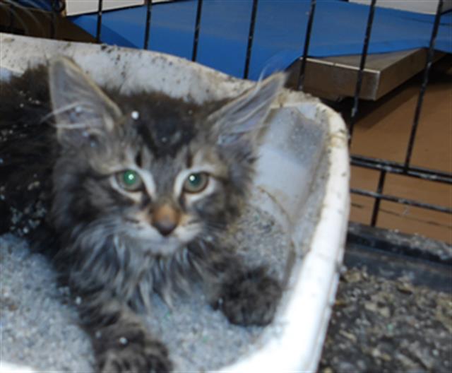 Adoptable Cat