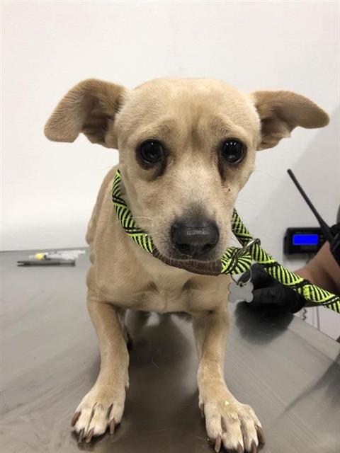 Adoptable Dog