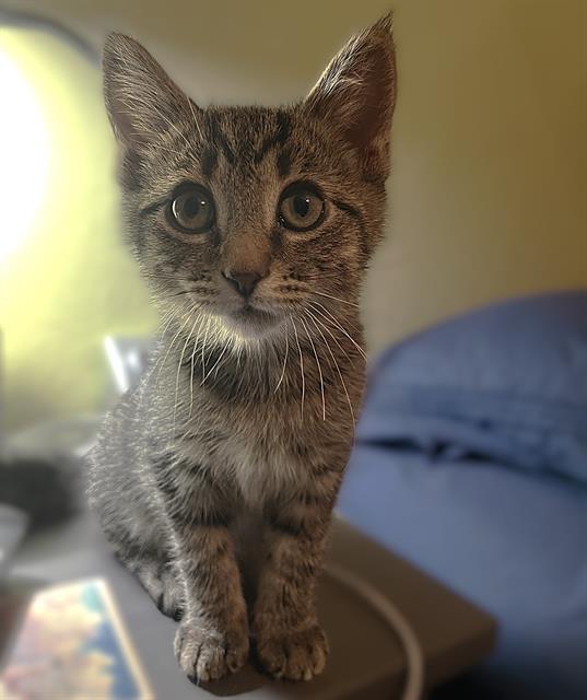 Archie