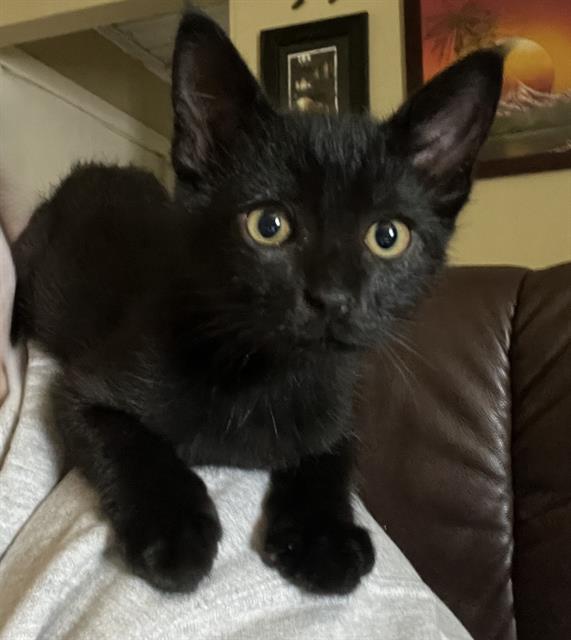 Jax