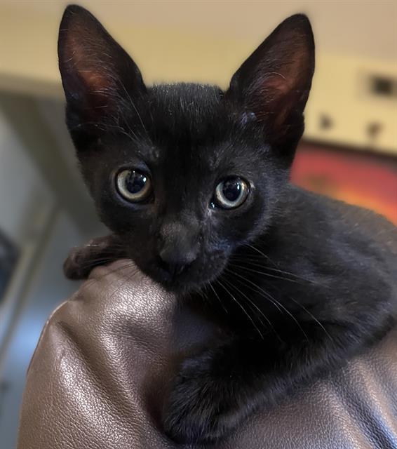 Coal