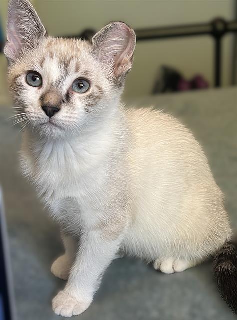 Elsa
